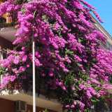 Bari, quella bouganville viola alta 4 piani